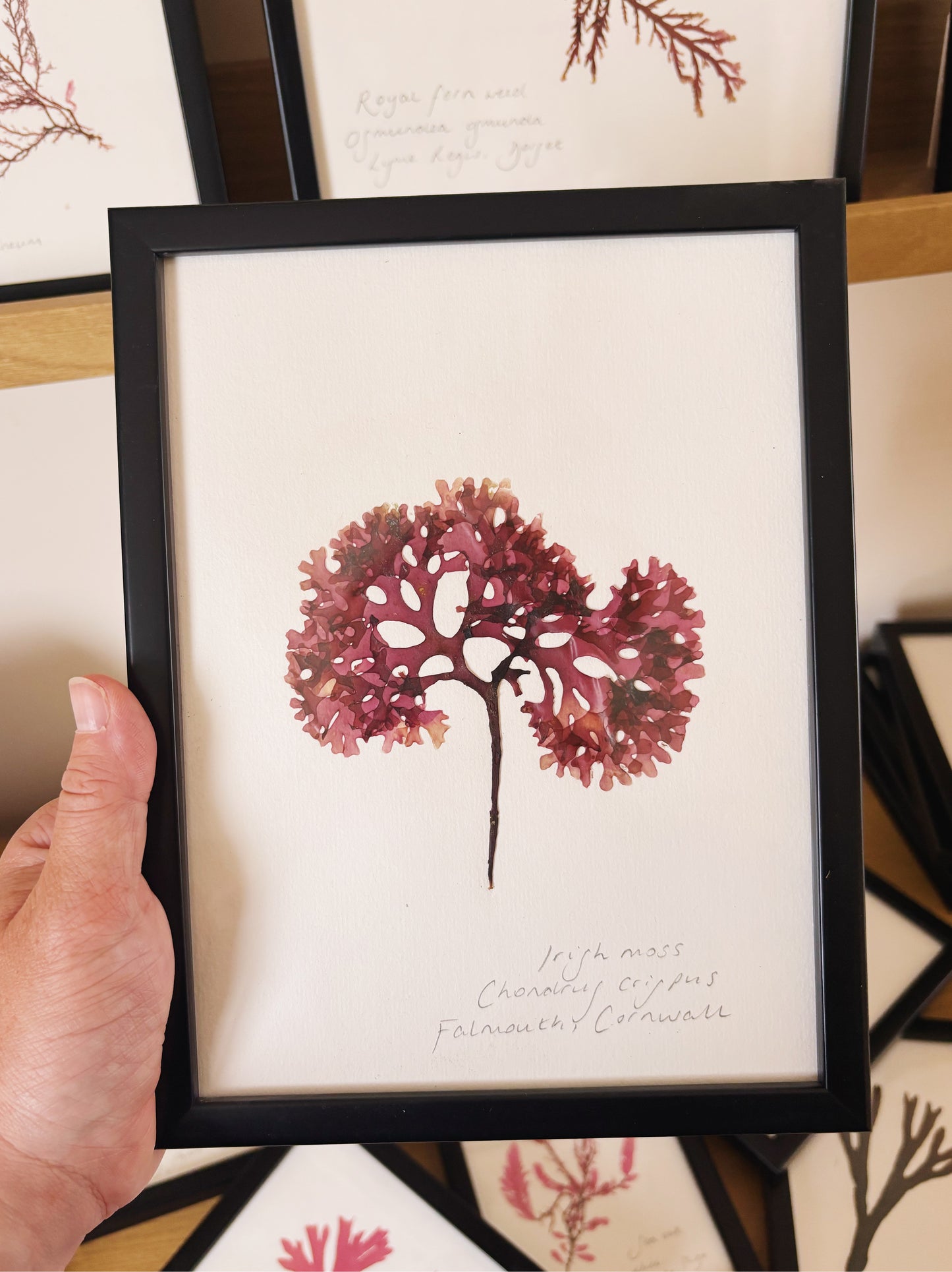 Irish moss, Falmouth Cornwall - Medium framed original pressed seaweed