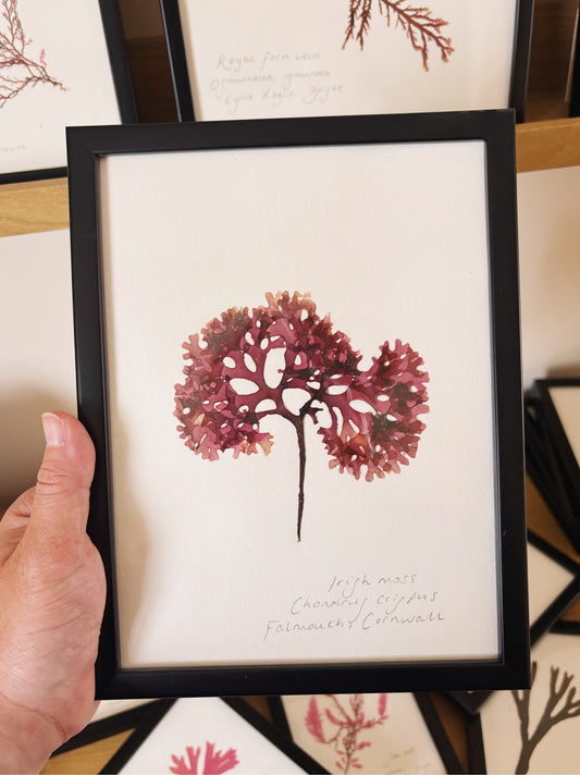 Irish moss, Falmouth Cornwall - Medium framed original pressed seaweed