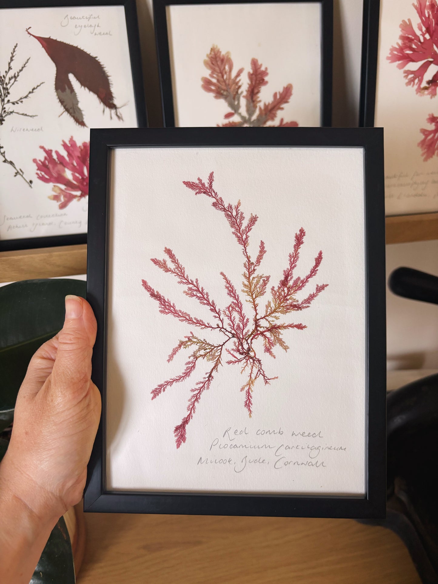 Red comb weed, Bude, Cornwall - Medium framed original pressed seaweed