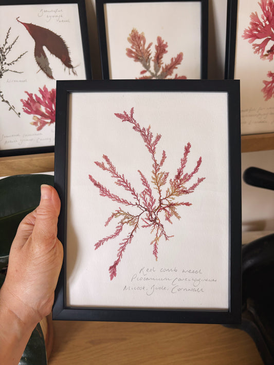 Red comb weed, Bude, Cornwall - Medium framed original pressed seaweed