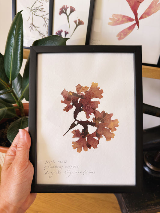 Irish moss, Rhossili Bay The Gower Wales - Medium framed original pressed seaweed