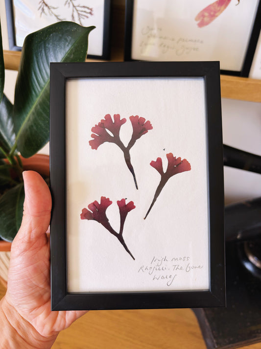 Irish moss, Rhossili The Gower Wales - Small framed original pressed seaweed