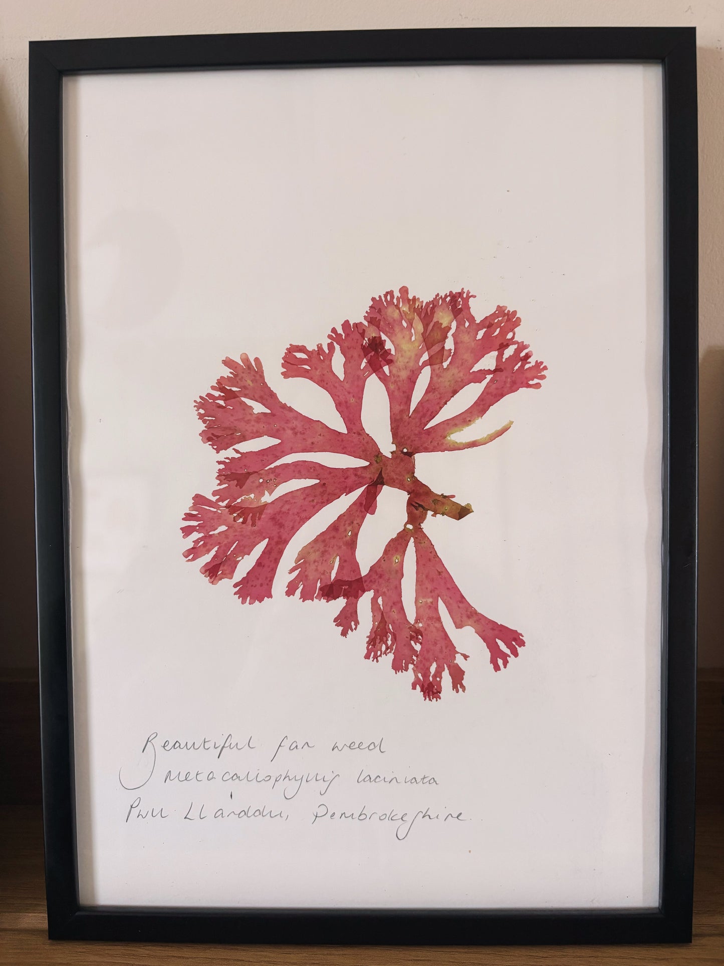 Beautiful fan weed, Pwll Llanddu, Pembrokeshire - Large framed original pressed seaweed