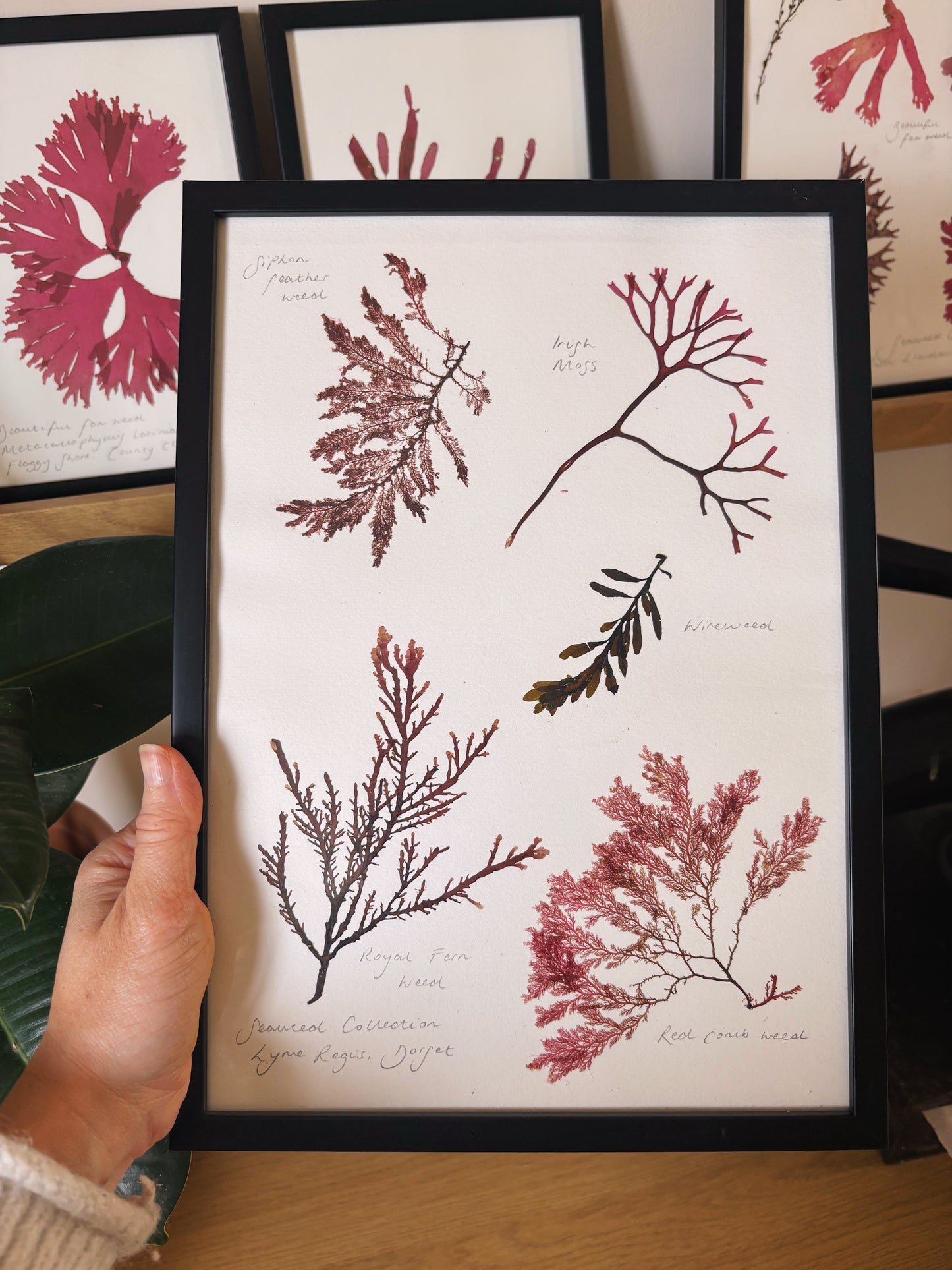 Seaweed collection, Lyme Regis, Dorset - Large framed original pressed seaweed