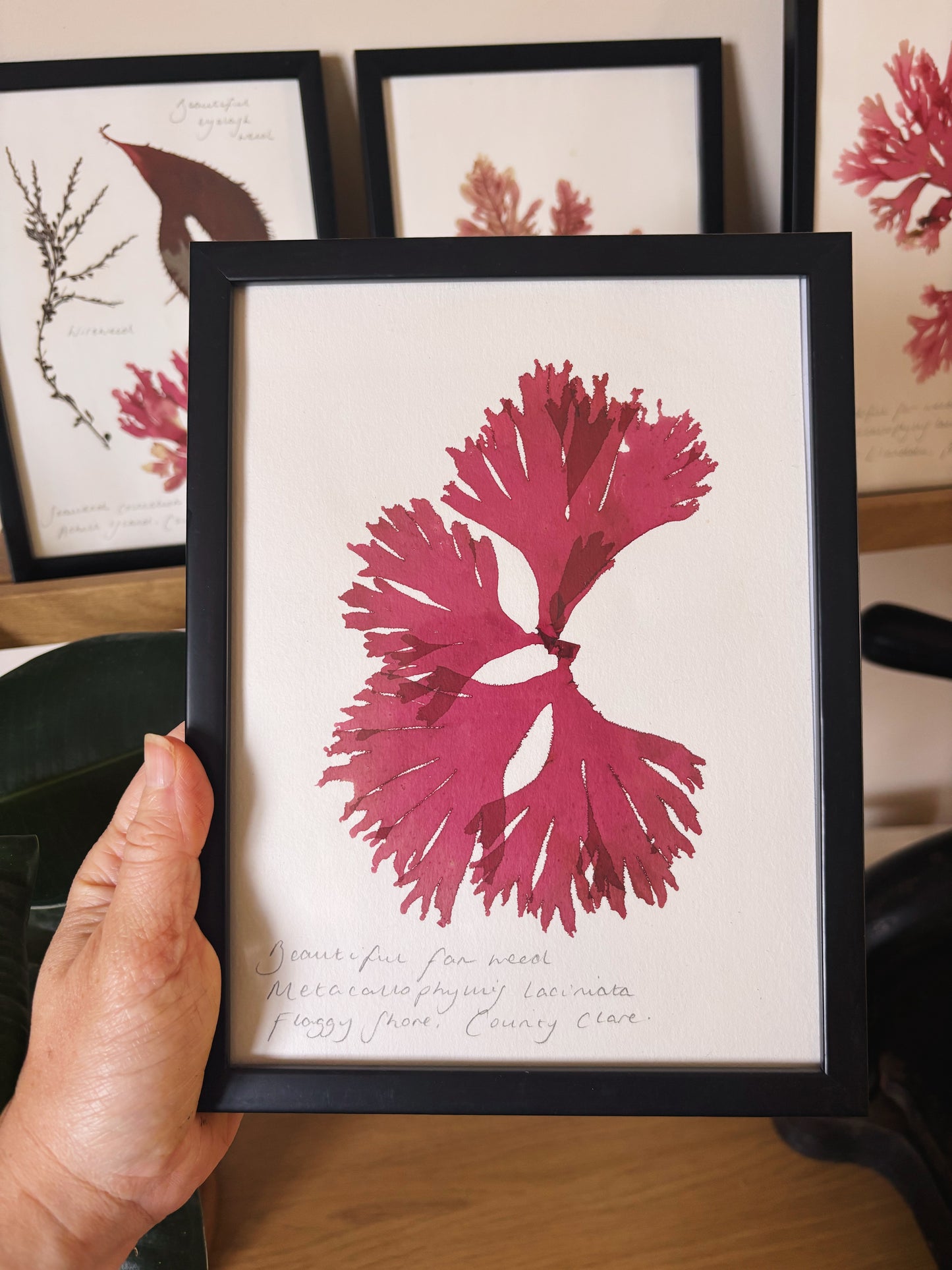 Beautiful fan weed, Flaggy shore, County Clare   - Medium framed original pressed seaweed