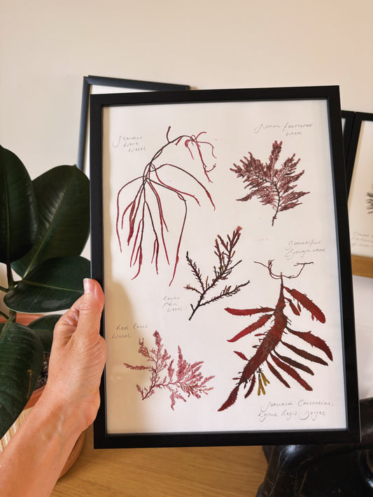 Seaweed collection, Lyme Regis Dorset - Large framed original pressed seaweed
