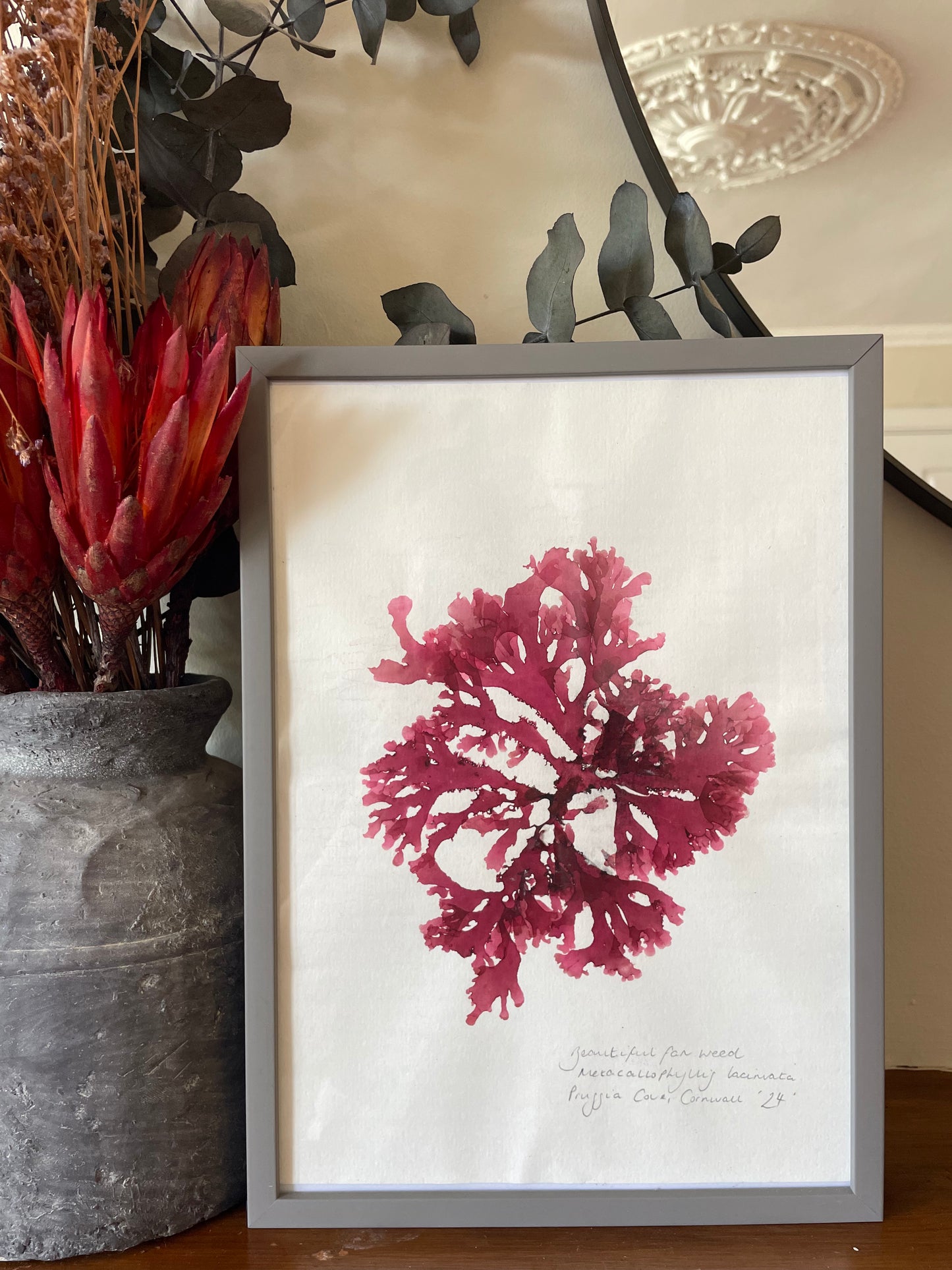 Beautiful Fan Weed, Prussia Cove Cornwall. Large, framed, original pressed seaweed