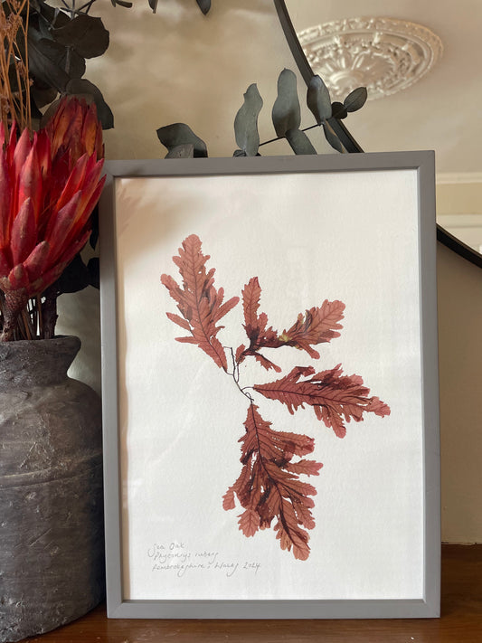 Sea Oak, Phycodrys rubens, Pembrokeshire, Wales -  Large, framed, original pressed seaweed