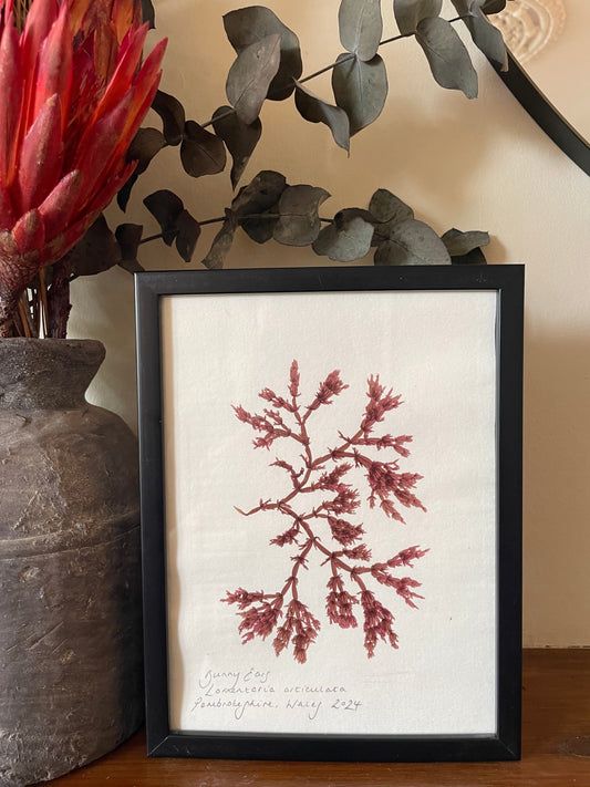 Bunny Ears, Lomentaria articulata, Pembrokeshire, Wales. Medium, framed, original pressed seaweed