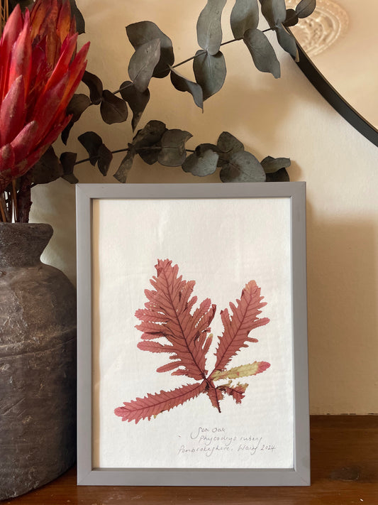 Sea Oak, Phycodrys rubens, Pembrokeshire, Wales.  Medium, framed, original pressed seaweed